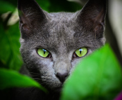 Cat With Green Eyes wallpaper 176x144