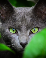 Cat With Green Eyes wallpaper 176x220