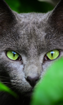 Cat With Green Eyes wallpaper 240x400