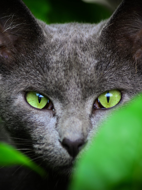 Cat With Green Eyes wallpaper 480x640