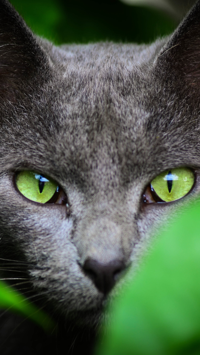 Cat With Green Eyes wallpaper 640x1136