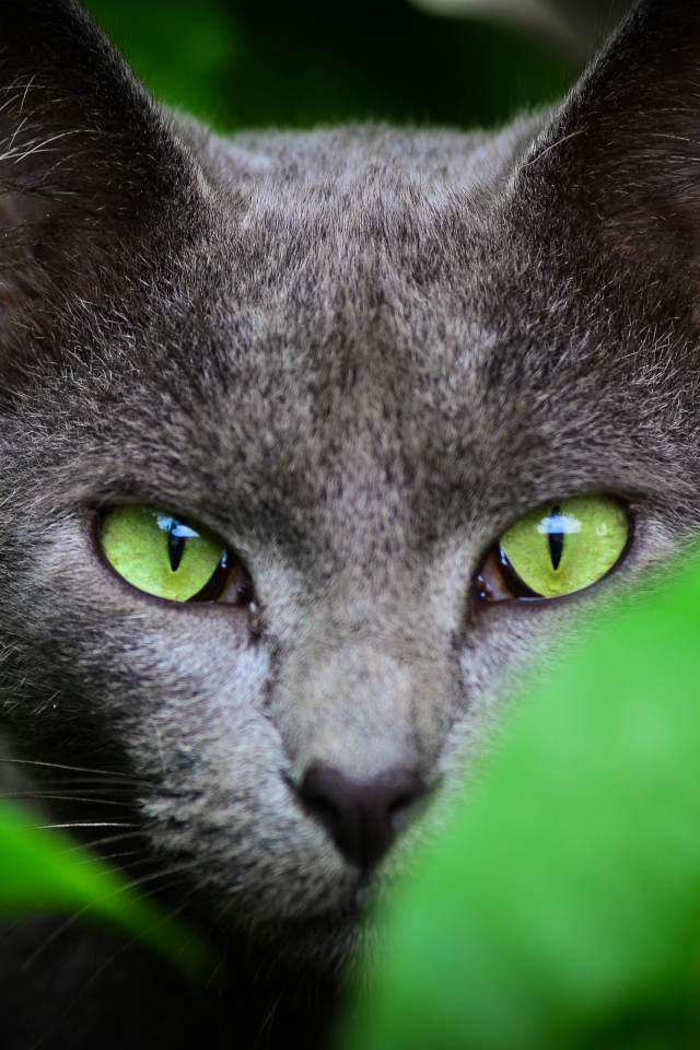 Обои Cat With Green Eyes 640x960