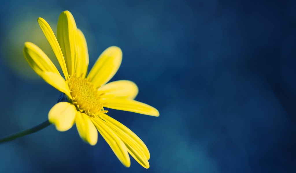 Sfondi Yellow Flower On Blue Background 1024x600