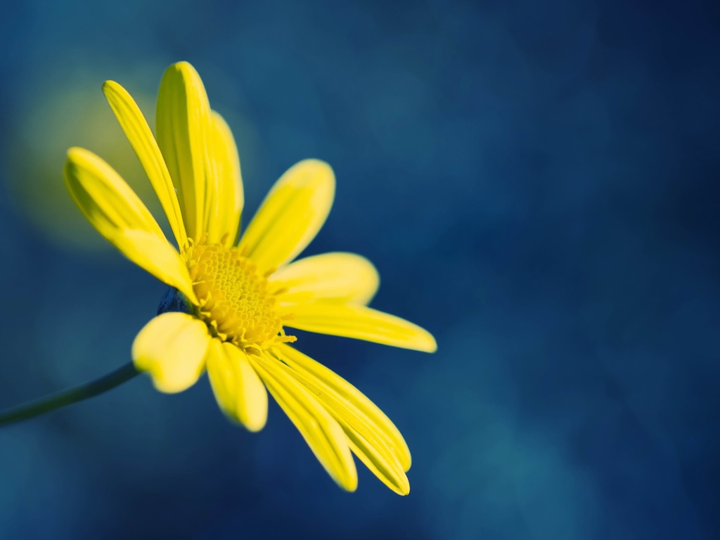Fondo de pantalla Yellow Flower On Blue Background 1024x768