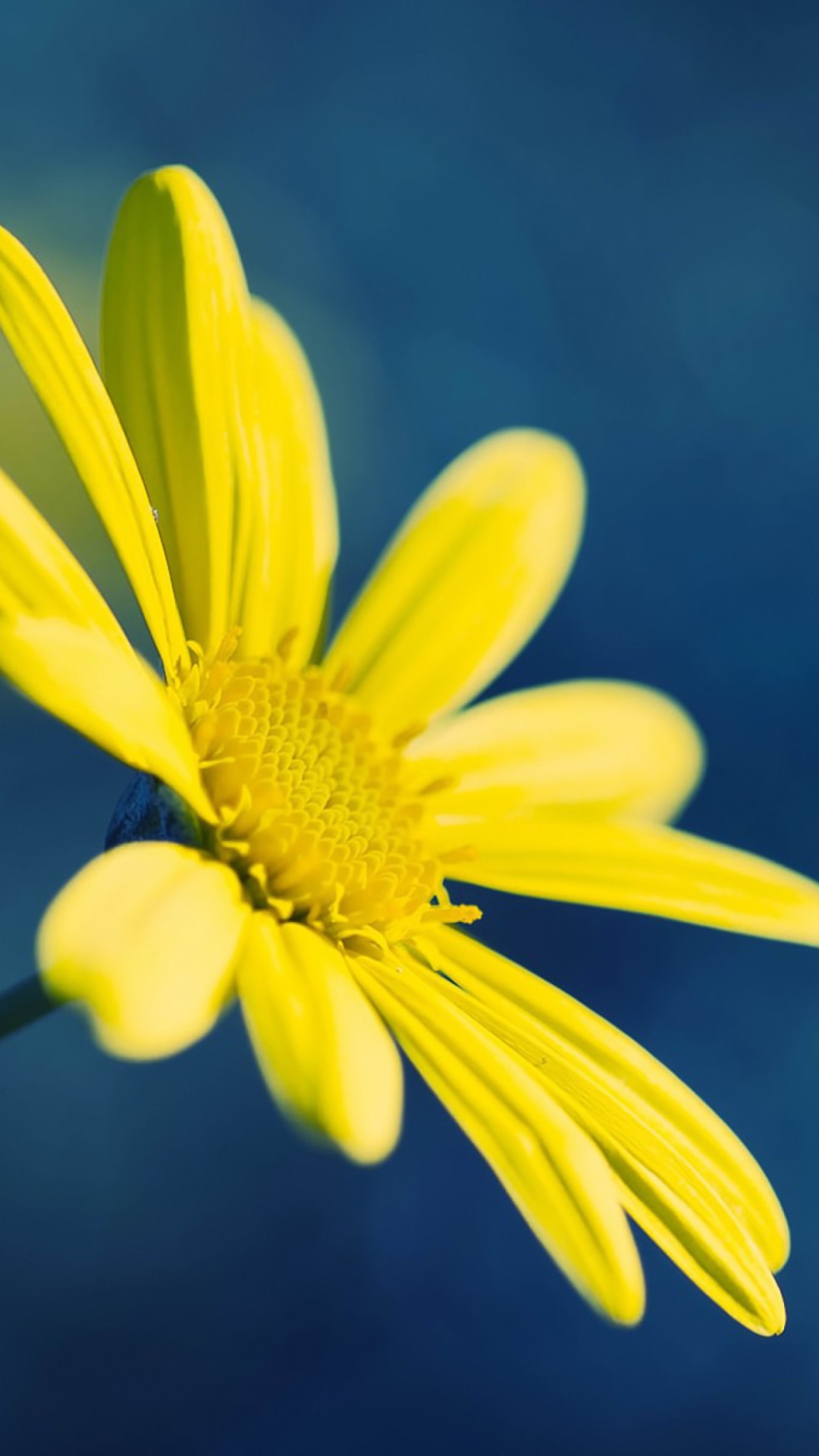 Sfondi Yellow Flower On Blue Background 1080x1920