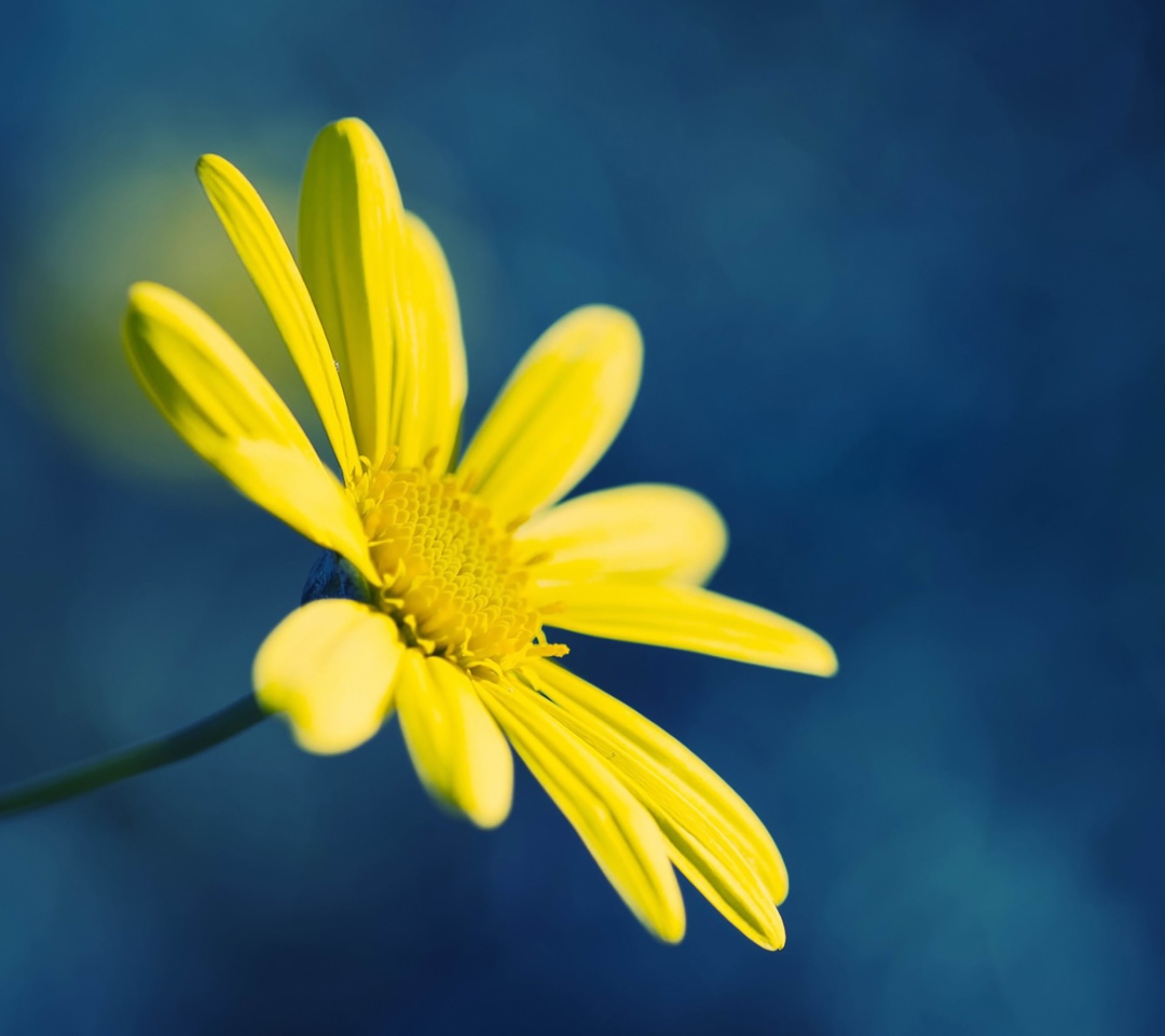 Das Yellow Flower On Blue Background Wallpaper 1080x960