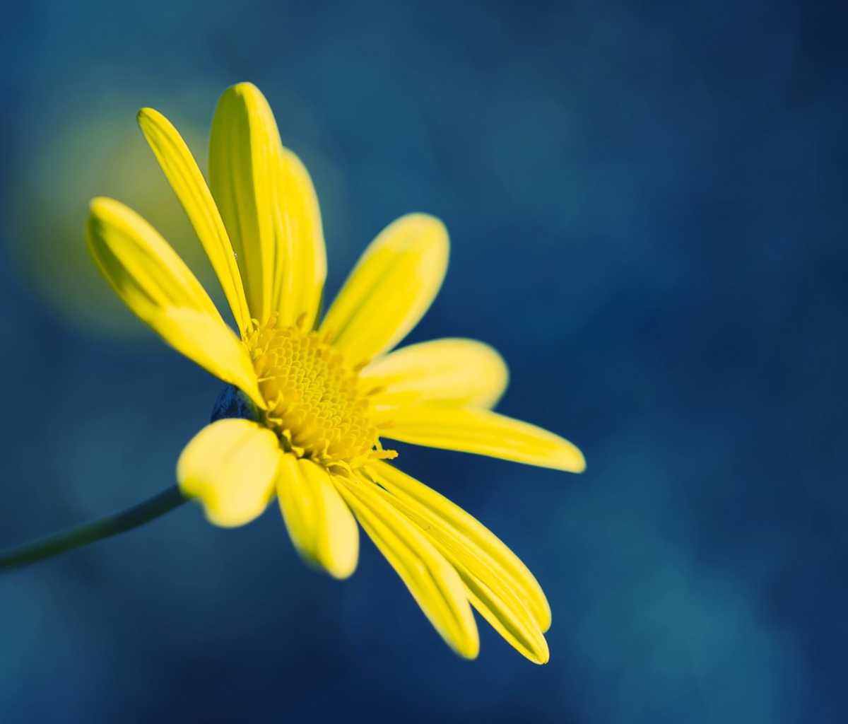 Обои Yellow Flower On Blue Background 1200x1024