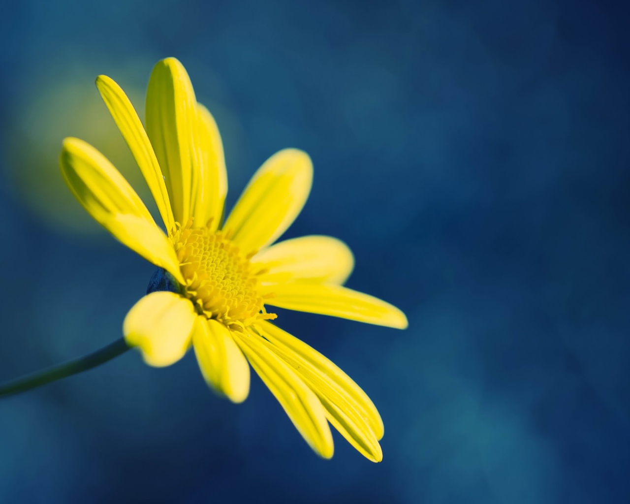 Yellow Flower On Blue Background wallpaper 1280x1024