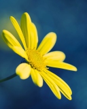 Yellow Flower On Blue Background wallpaper 128x160