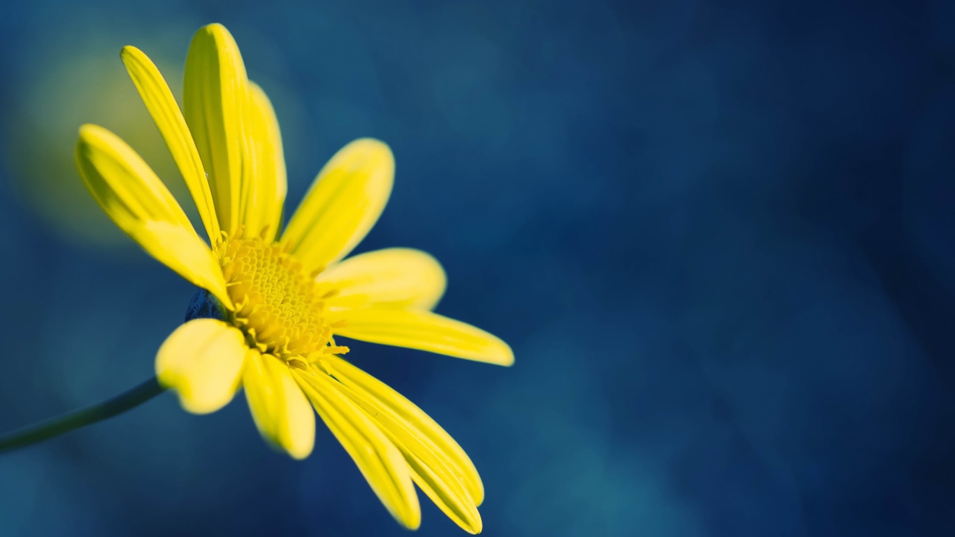 Das Yellow Flower On Blue Background Wallpaper 1366x768