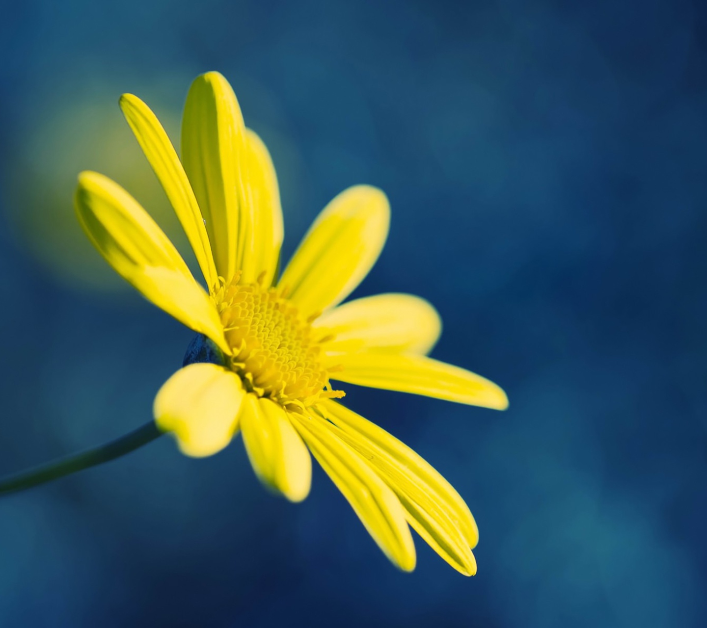Fondo de pantalla Yellow Flower On Blue Background 1440x1280