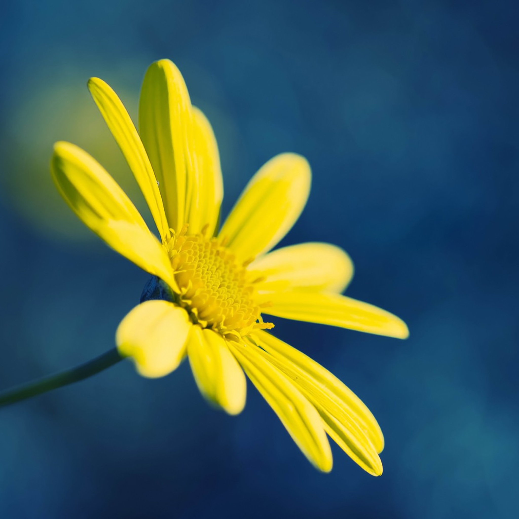 Fondo de pantalla Yellow Flower On Blue Background 2048x2048