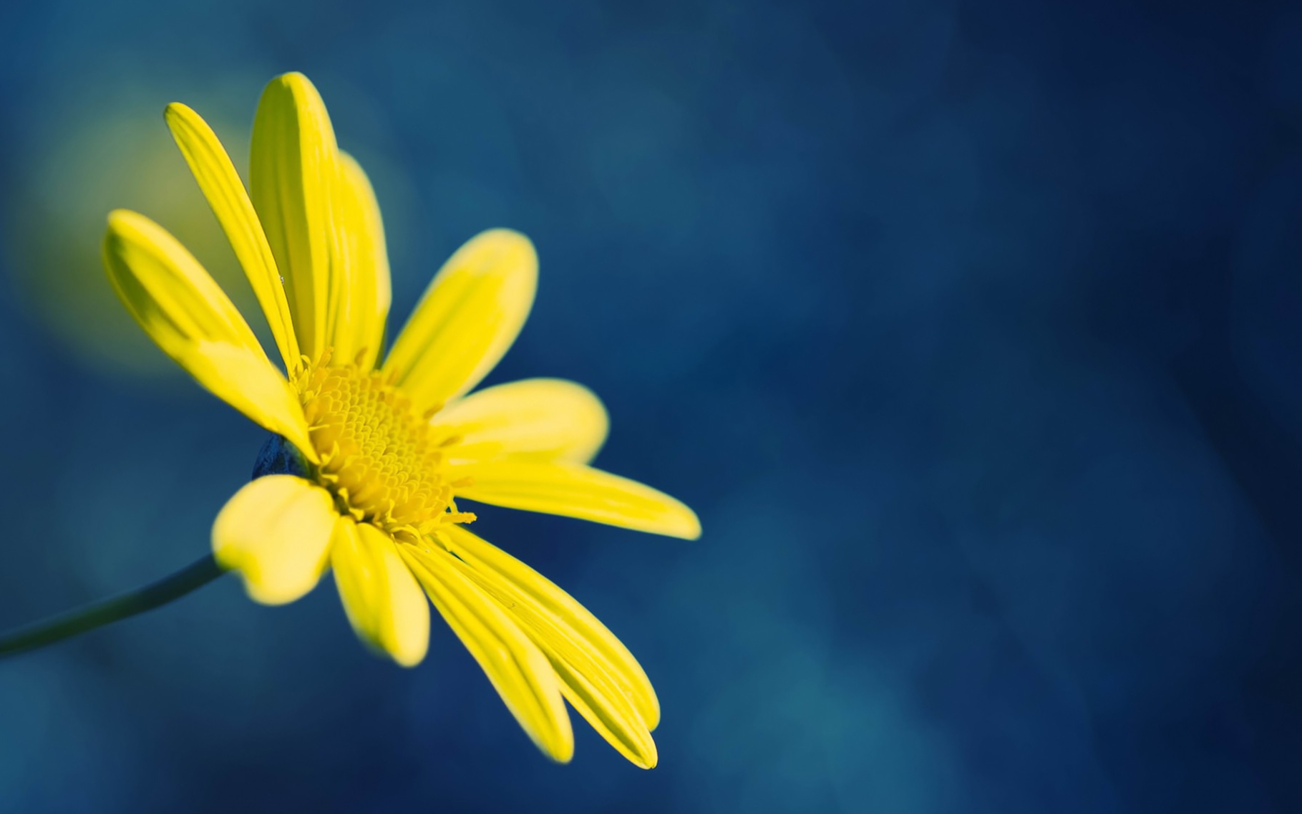 Обои Yellow Flower On Blue Background 2560x1600