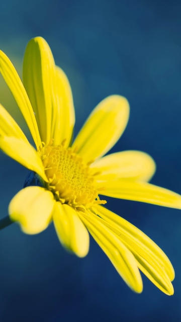 Sfondi Yellow Flower On Blue Background 360x640
