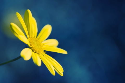 Обои Yellow Flower On Blue Background 480x320