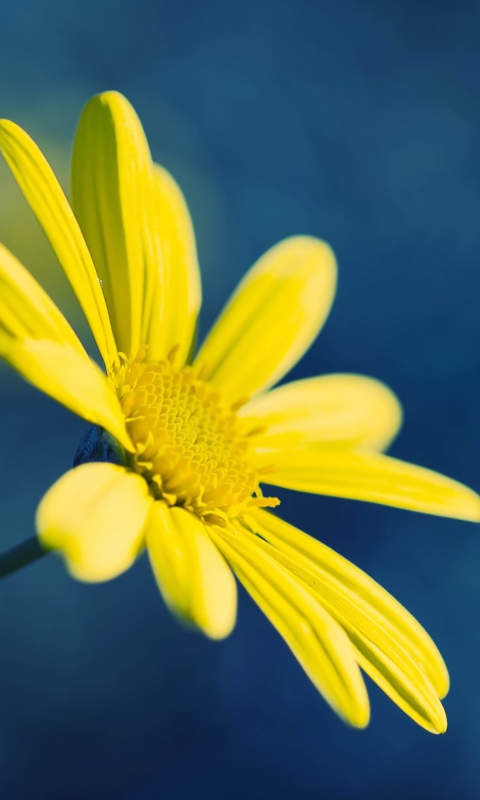 Fondo de pantalla Yellow Flower On Blue Background 480x800