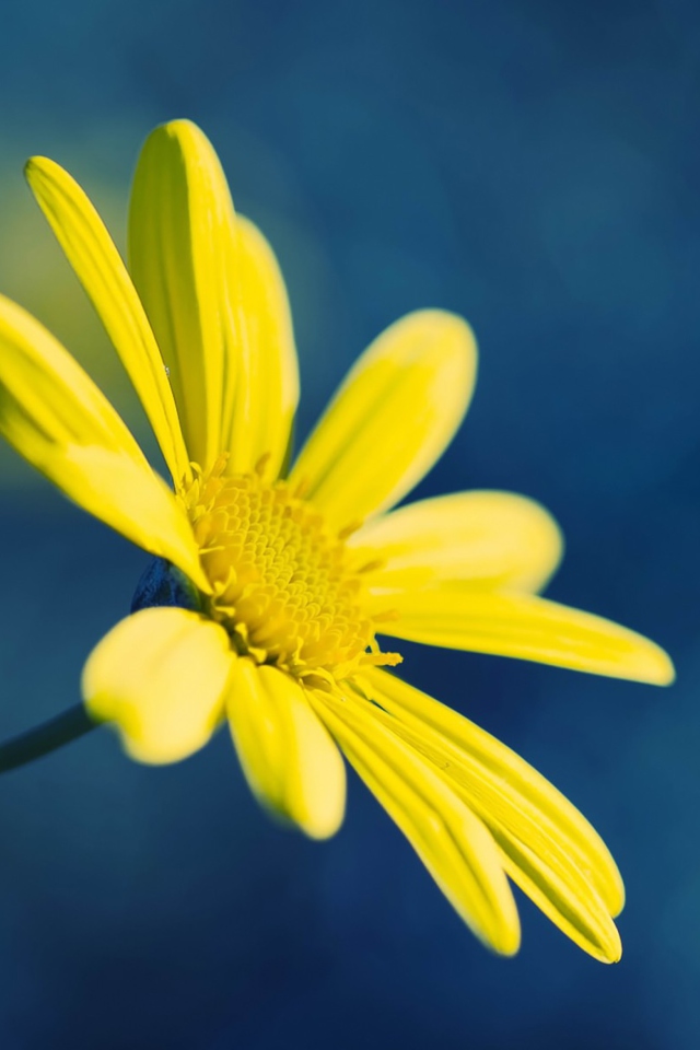 Обои Yellow Flower On Blue Background 640x960