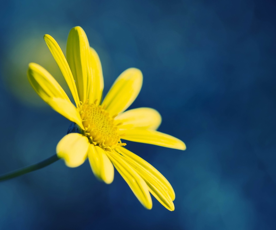Fondo de pantalla Yellow Flower On Blue Background 960x800