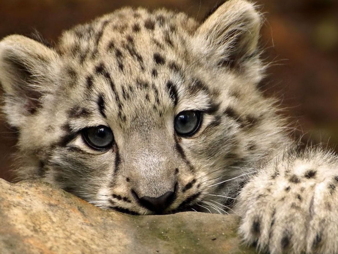 Small Snow Leopard HD wallpaper 1152x864