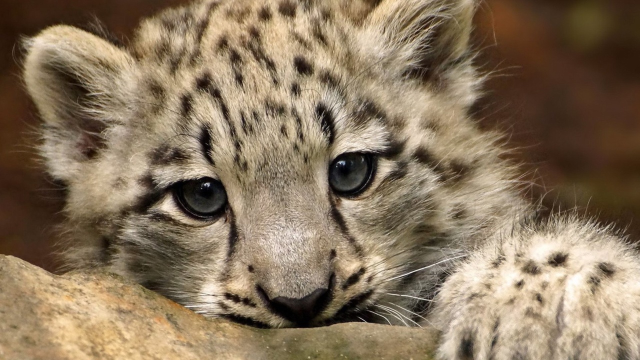 Small Snow Leopard HD wallpaper 1280x720