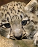Small Snow Leopard HD screenshot #1 128x160