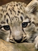 Sfondi Small Snow Leopard HD 132x176