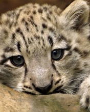Sfondi Small Snow Leopard HD 176x220