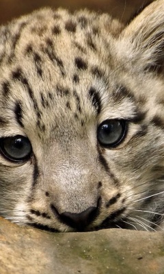 Sfondi Small Snow Leopard HD 240x400