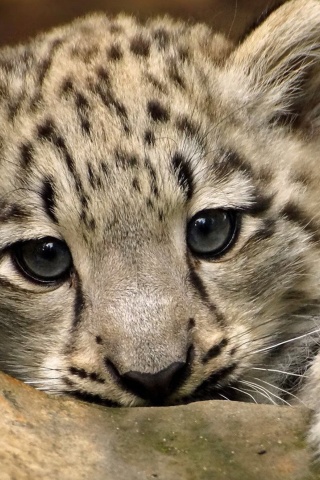 Sfondi Small Snow Leopard HD 320x480