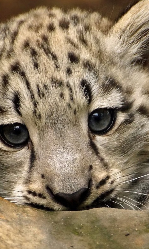 Small Snow Leopard HD screenshot #1 480x800
