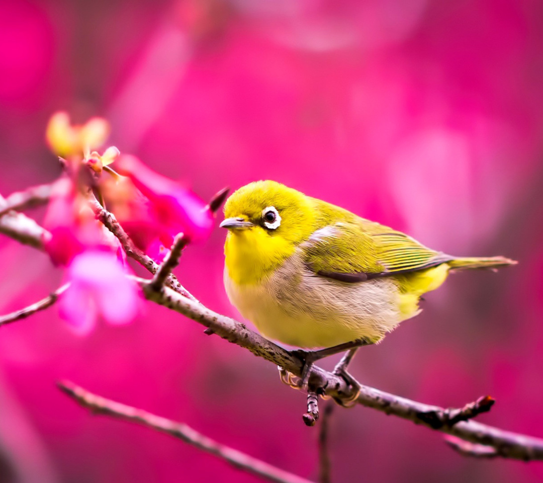 Cute Yellow Bird wallpaper 1080x960