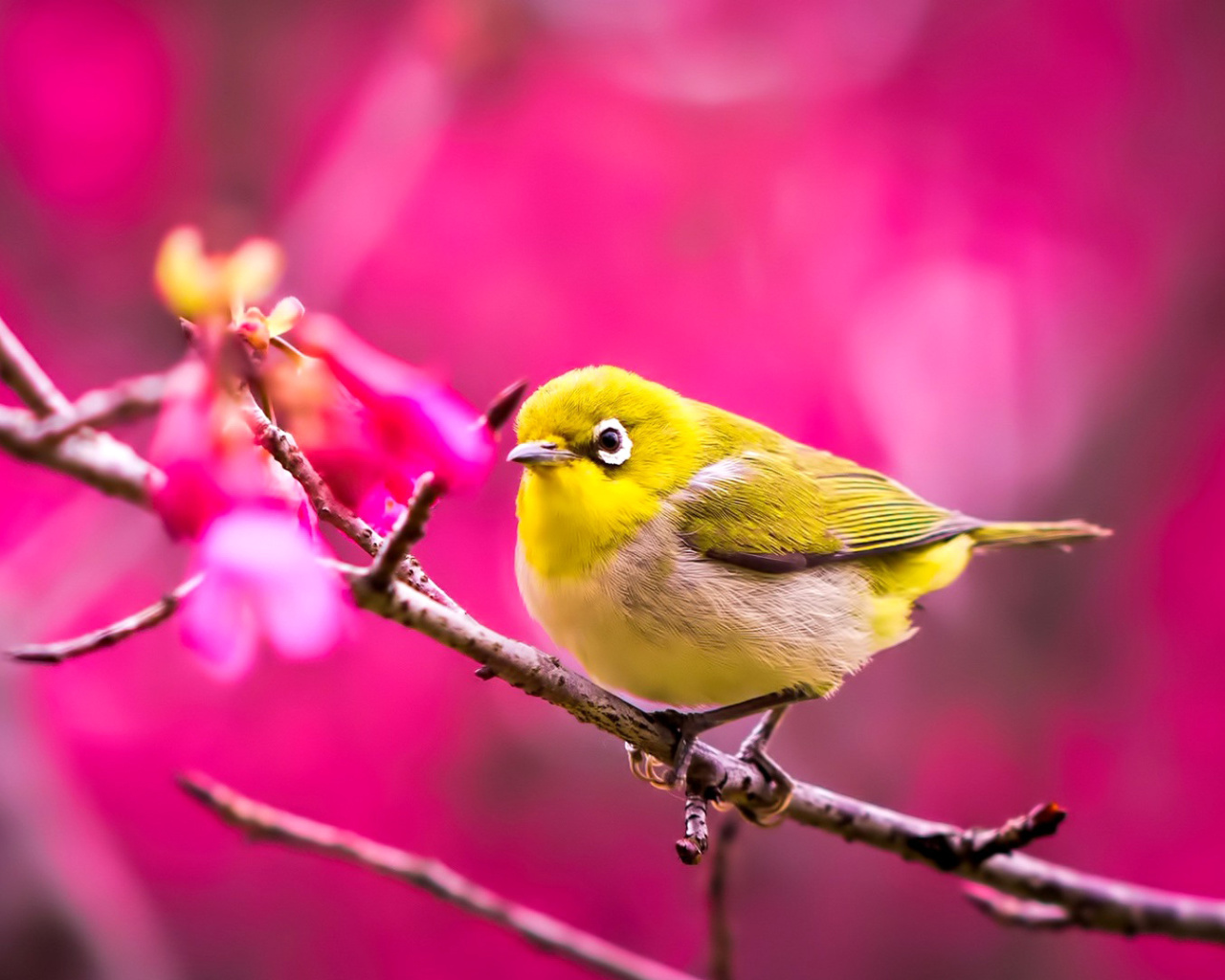 Cute Yellow Bird wallpaper 1280x1024
