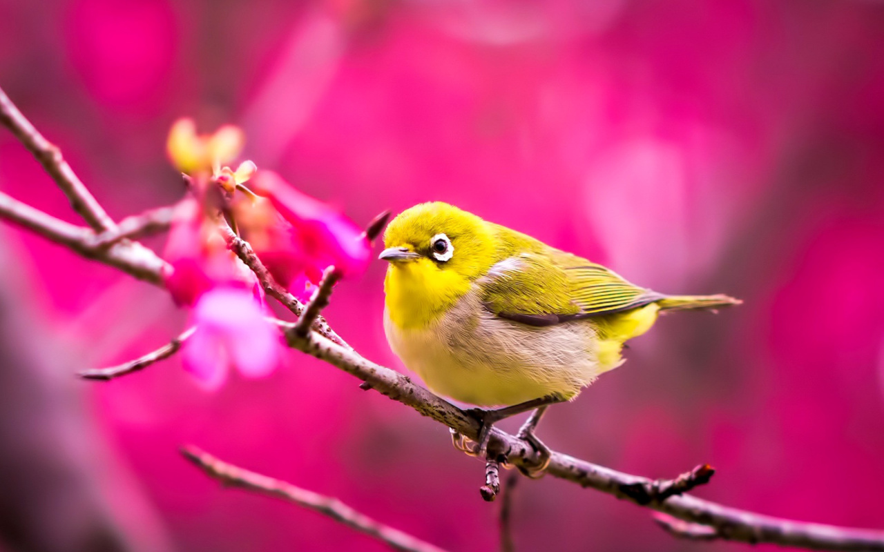Cute Yellow Bird wallpaper 1280x800