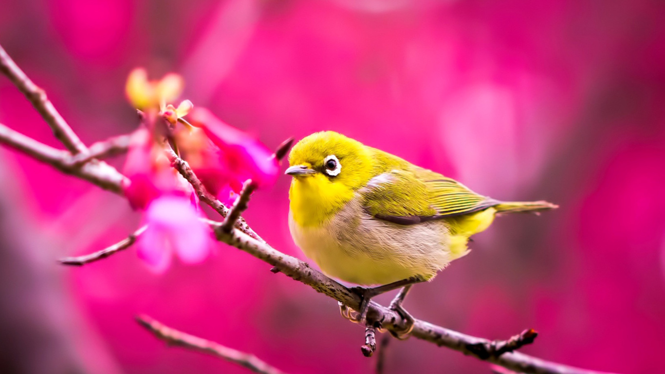 Das Cute Yellow Bird Wallpaper 1366x768