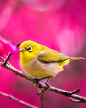 Cute Yellow Bird screenshot #1 176x220
