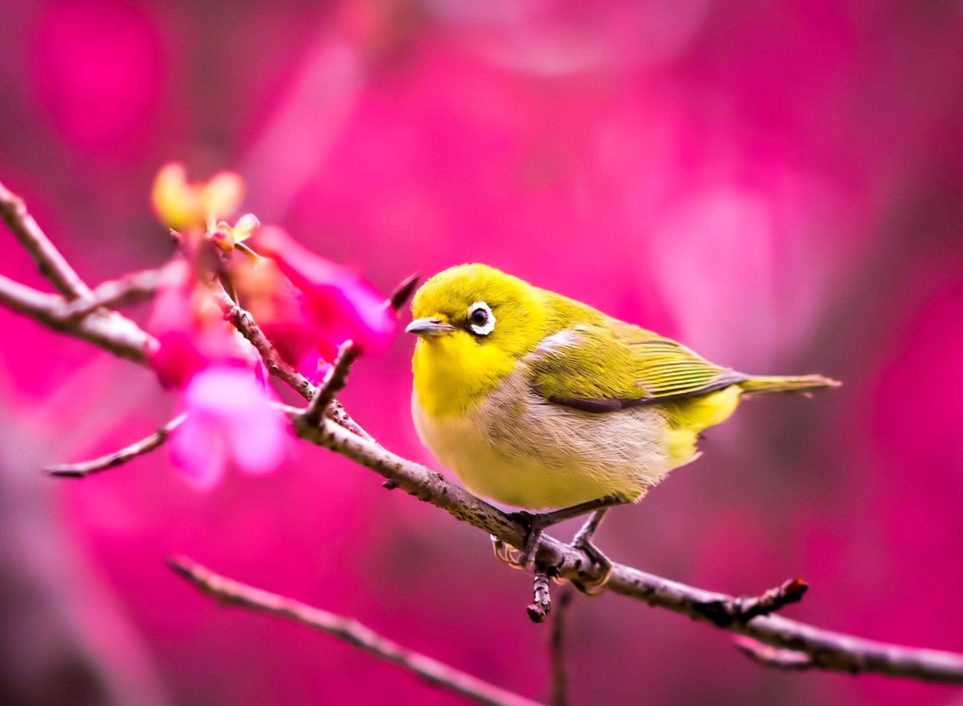 Обои Cute Yellow Bird 1920x1408