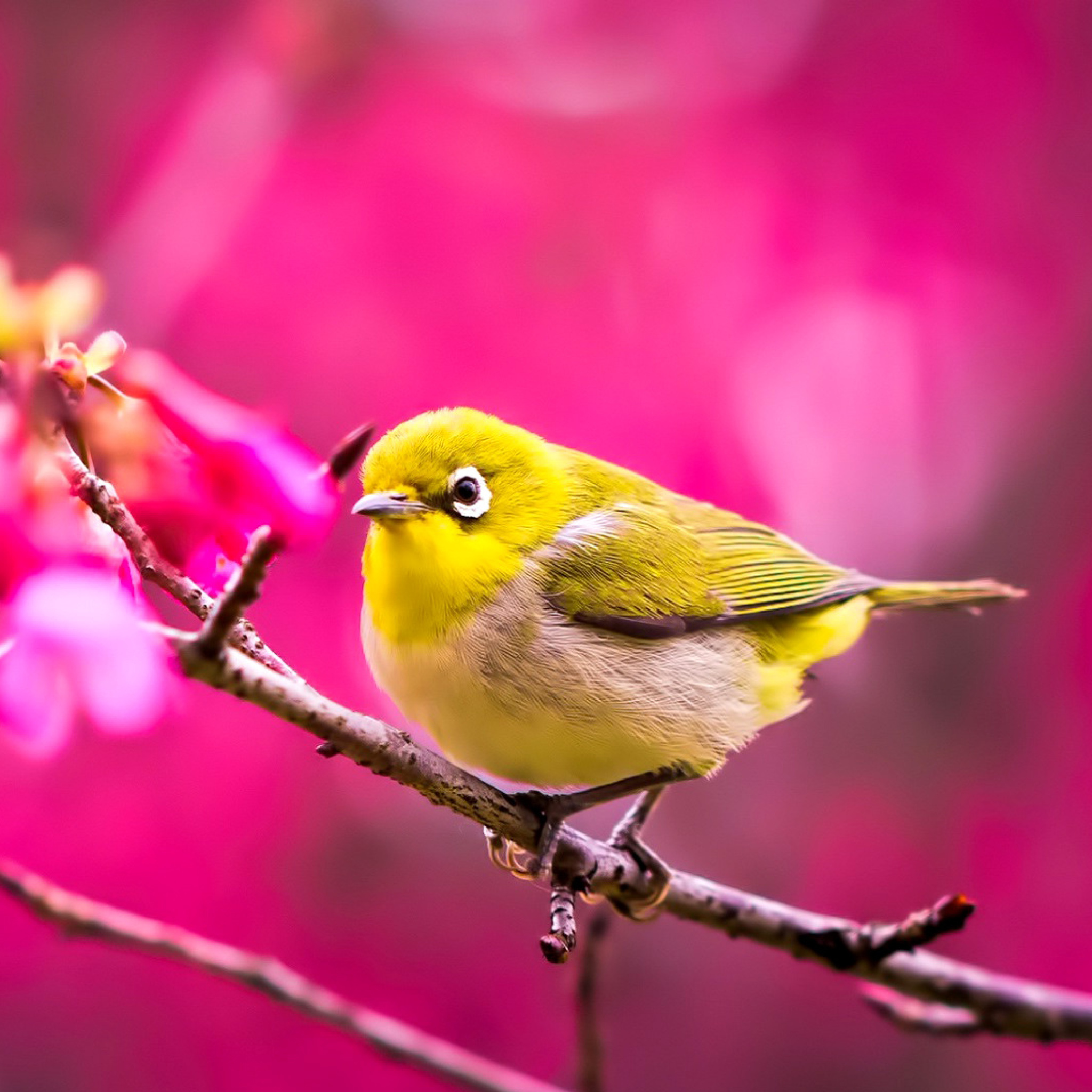 Fondo de pantalla Cute Yellow Bird 2048x2048