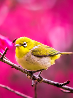Das Cute Yellow Bird Wallpaper 240x320