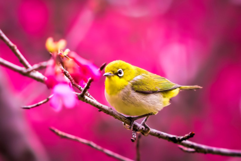 Cute Yellow Bird wallpaper 480x320