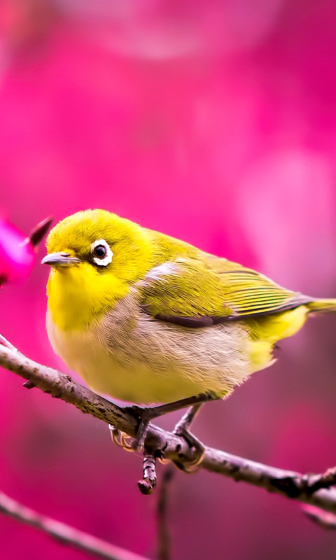 Das Cute Yellow Bird Wallpaper 480x800