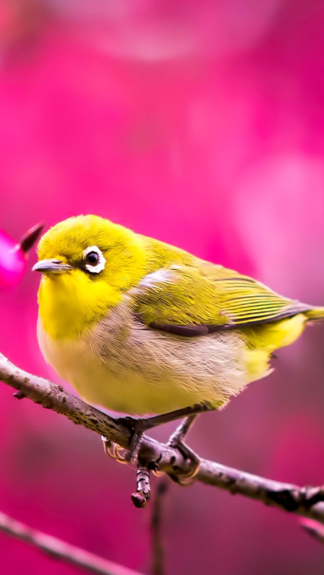 Das Cute Yellow Bird Wallpaper 640x1136