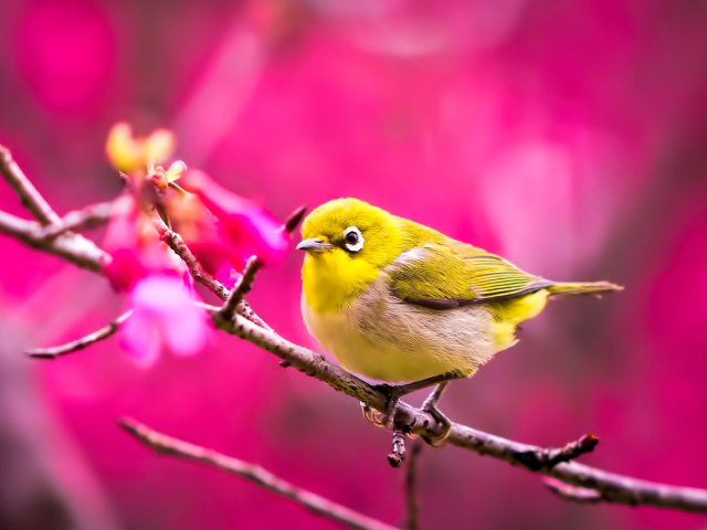 Cute Yellow Bird wallpaper 640x480