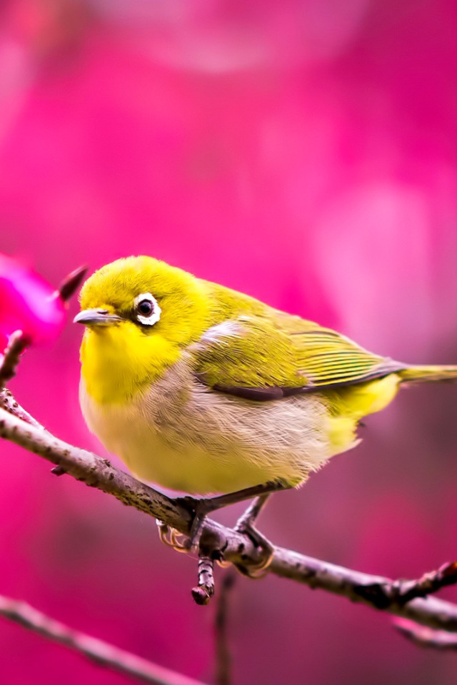 Cute Yellow Bird wallpaper 640x960