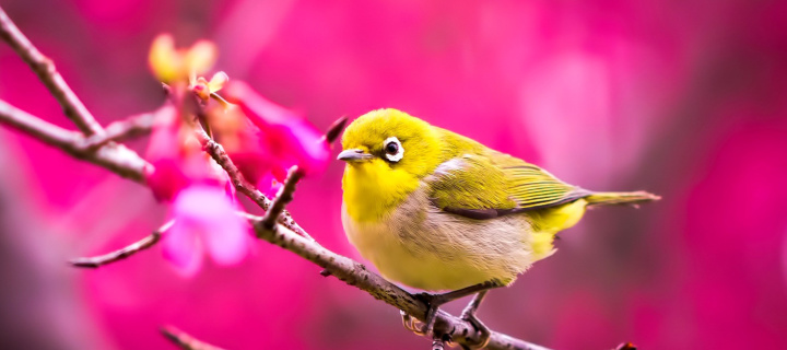 Screenshot №1 pro téma Cute Yellow Bird 720x320