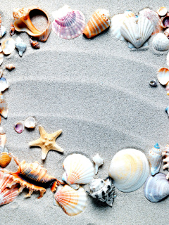 Australian Seashells Favors wallpaper 240x320