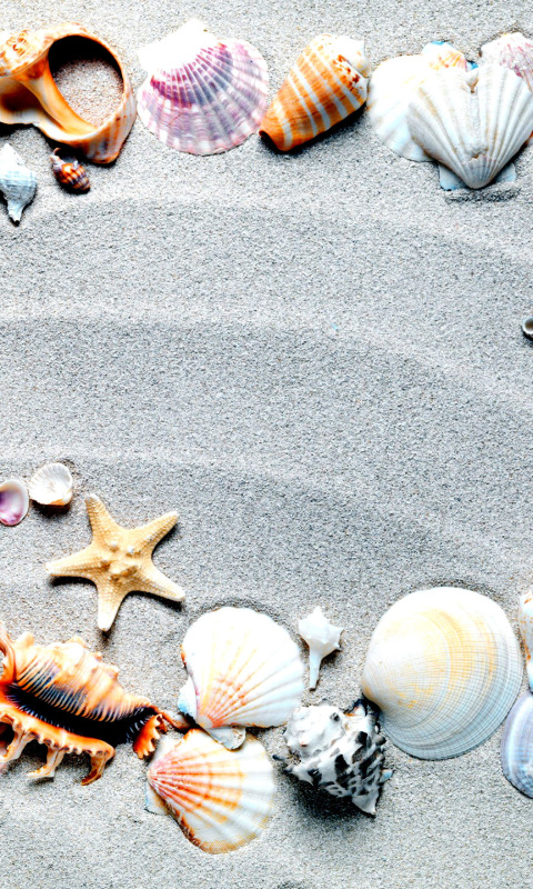 Das Australian Seashells Favors Wallpaper 480x800