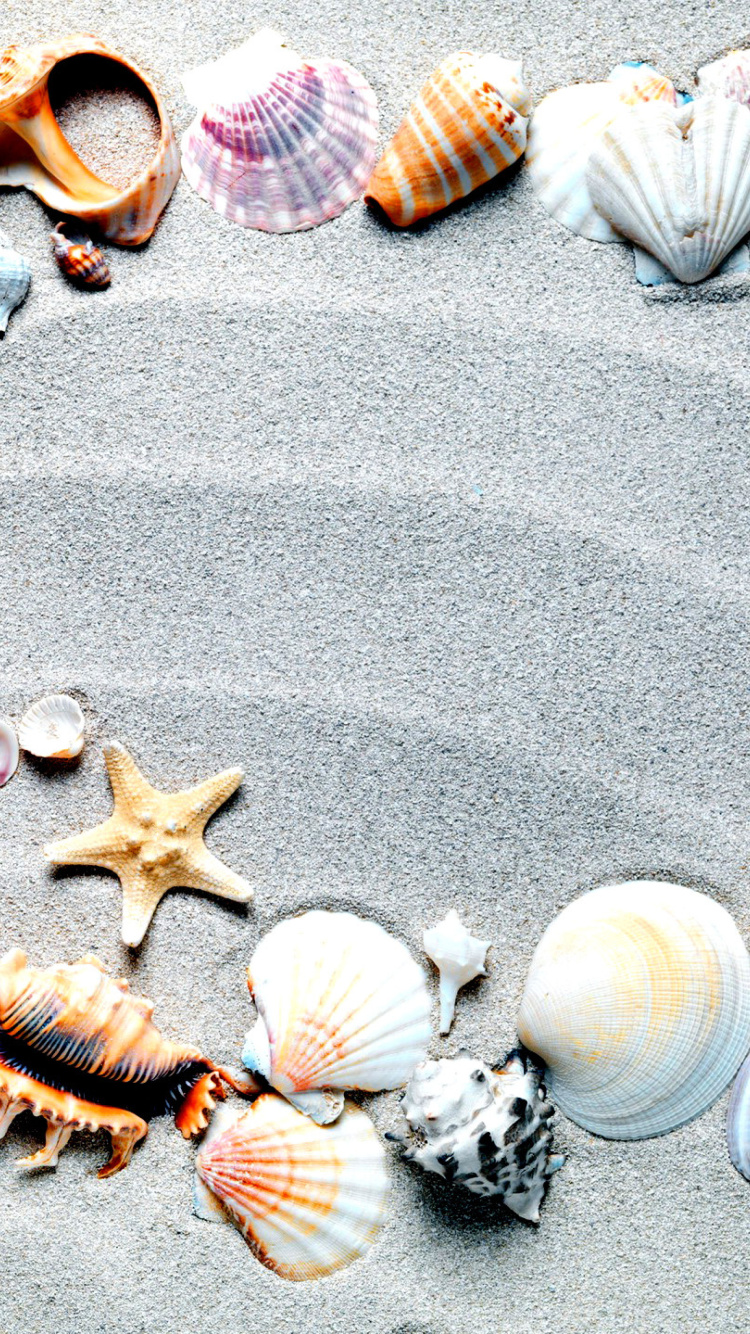 Обои Australian Seashells Favors 750x1334