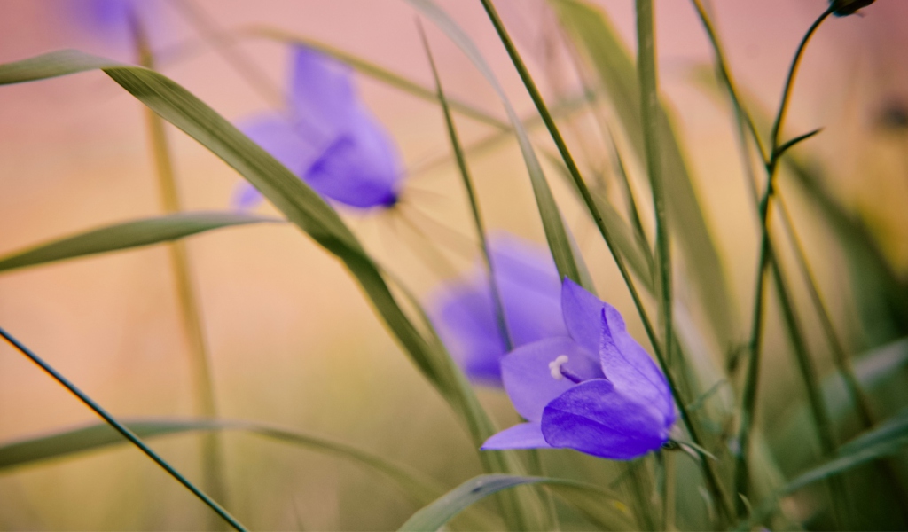 Fondo de pantalla Blue Wild Flowers 1024x600