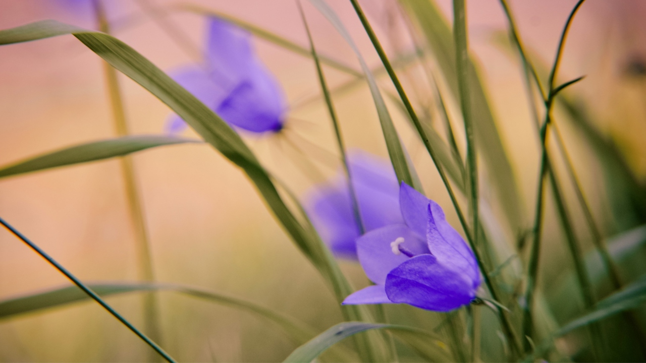 Sfondi Blue Wild Flowers 1280x720