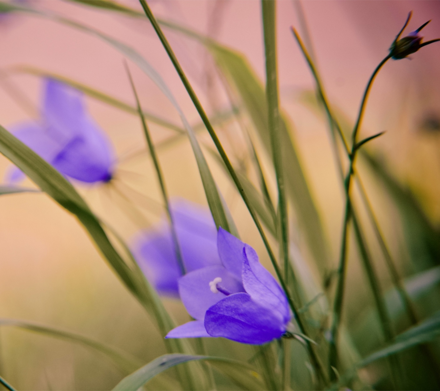 Das Blue Wild Flowers Wallpaper 1440x1280